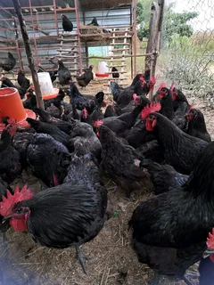 Blacks Australorp Fertile Eggs &amp; Chicks For Sale