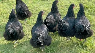 Blacks Australorp Fertile Eggs &amp; Chicks For Sale