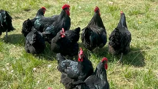 Blacks Australorp Fertile Eggs &amp; Chicks For Sale