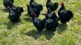 Blacks Australorp Fertile Eggs &amp; Chicks For Sale