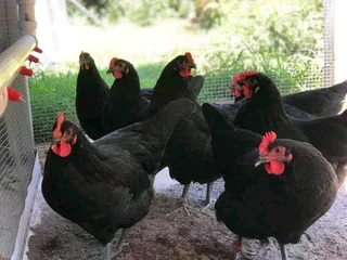 Blacks Australorp Fertile Eggs &amp; Chicks For Sale