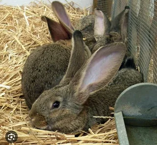 FLEMISH GIANT&#39;S RABBITS FOR SALE