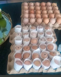 Black Australorp Fertile Eggs &amp; Chicks For Sale