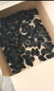 Black Australorp Fertile Eggs &amp; Chicks For Sale