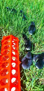 Black Australorp Fertile Eggs &amp; Chicks For Sale