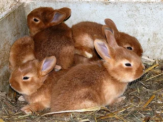 A Variety Of Baby Bunnies For Sale