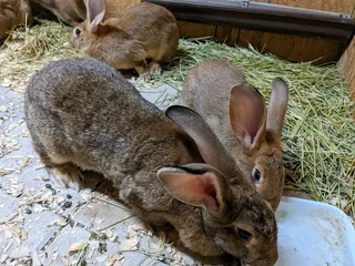 FLEMISH GIANT&#39;S RABBITS FOR SALE