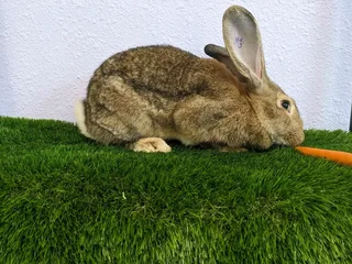 FLEMISH GIANT&#39;S BABY BUNNIES FOR SALE