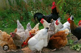 Organic Chicken&#39;s, Chick&#39;s &amp; Fertile For Sale