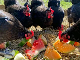 ORGANIC CHICKEN&#39;S, CHICK&#39;S &amp; FERTILE FOR SALE