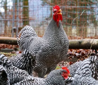 ORGANIC CHICKEN&#39;S, CHICK&#39;S &amp; FERTILE FOR SALE