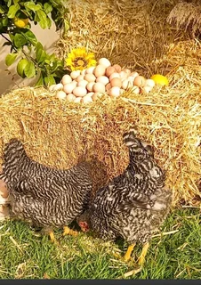 ORGANIC CHICKEN&#39;S, CHICK&#39;S &amp; FERTILE FOR SALE