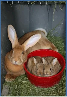 Beautiful Baby Bunnies For Sale