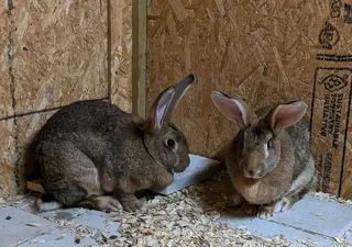 Newzealand White Rabbits For Sale