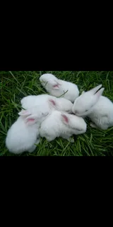 Beautiful Baby Bunnies For Sale