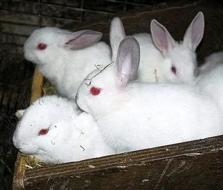 Beautiful Baby Bunnies For Sale