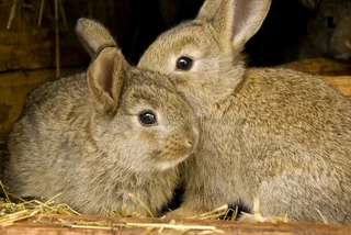 A Variety Of Baby Bunnies For Sale