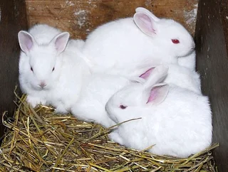 A Variety Of Baby Bunnies For Sale