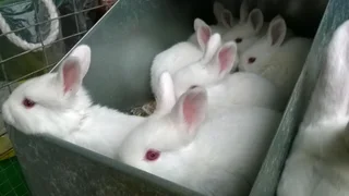 A Variety Of Baby Bunnies For Sale