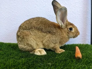 FLEMISH GIANT&#39;S RABBITS FOR SALE