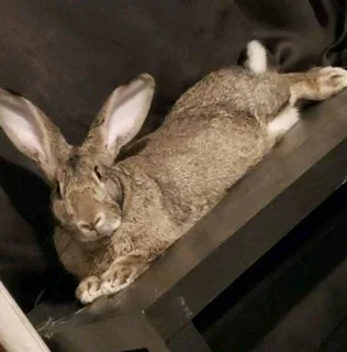 FLEMISH GIANT&#39;S RABBITS FOR SALE