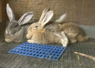 FLEMISH GIANT&#39;S RABBITS FOR SALE