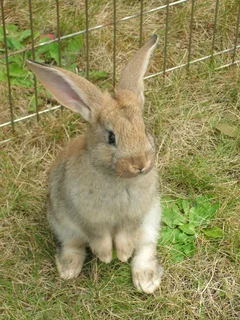 FLEMISH GIANT&#39;S RABBITS FOR SALE