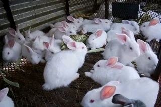 Meat Rabbits Breeding Stock For Sale