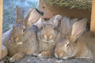 FLEMISH GIANT&#39;S PET&#39;S BUNNIES FOR SALE