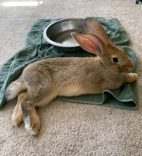 FLEMISH GIANT&#39;S RABBITS FOR SALE