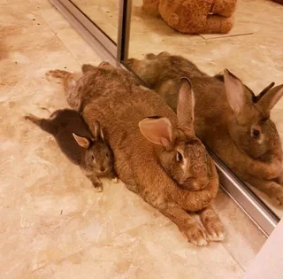 FLEMISH GIANT&#39;S RABBITS FOR SALE