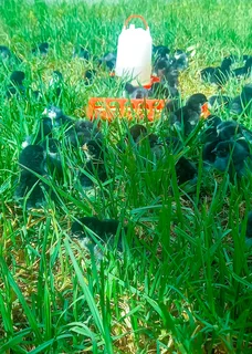 Black Australorp Chicks &amp; Fertile Eggs For Sale