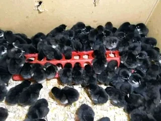 Black Australorp Chicks &amp; Fertile Eggs For Sale