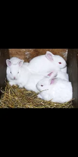 Beautiful Baby Bunnies For Sale