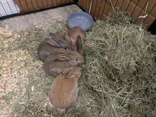 Giant Beautiful Pet&#39;s For Sale