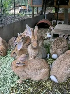 Giant Beautiful Pet&#39;s For Sale