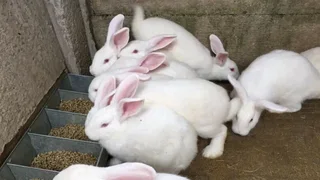 Meat Rabbits For Sale