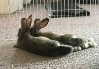 Flemish Giant's Baby Bunnies For Sale