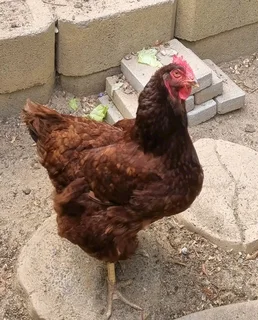 Backyard Egg Layer's For Sale