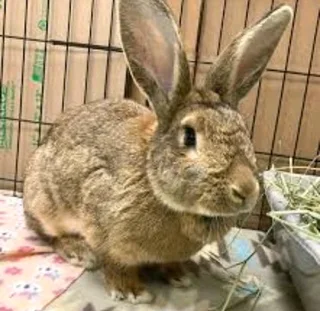 FLEMISH GIANT'S BABY BUNNIES FOR SALE
