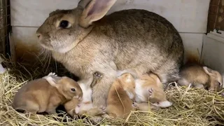 FLEMISH GIANT'S BABY BUNNIES FOR SALE