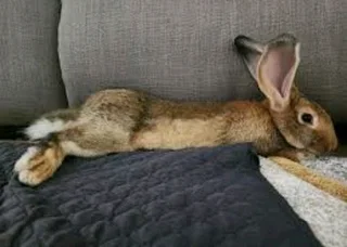 Flemish Giant Bunnies For Sale