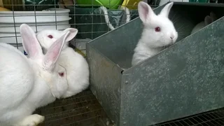Pet's Bunnies For Sale