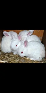 Pet's Bunnies For Sale