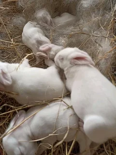 Quality Meat Rabbits Breeding Stock For Sale