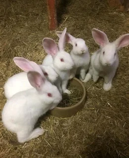 Quality Meat Rabbits Breeding Stock For Sale
