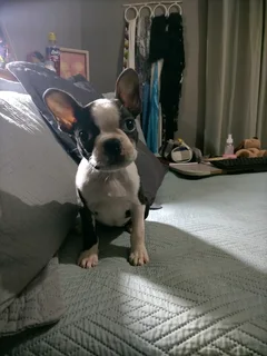 Boston Terrier Puppy