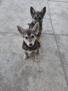 German shepherd puppies