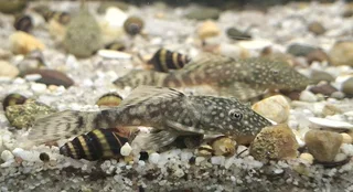 4-5cm Bristlenose Ancistrus