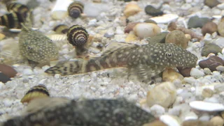4-5cm Bristlenose Ancistrus